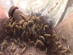 Nasty scat man got his ass hole and dick infested by insects